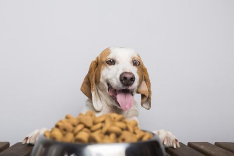 Pet Food Choices Guide: Explore Nutrition Tips, Food Insights, Selection Advice, and Helpful Resources